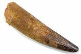 Fossil Spinosaurus Tooth - Real Dinosaur Tooth #373975-1